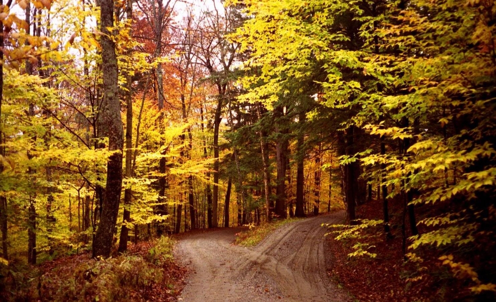 img of Miedo y Caminos Bifurcados